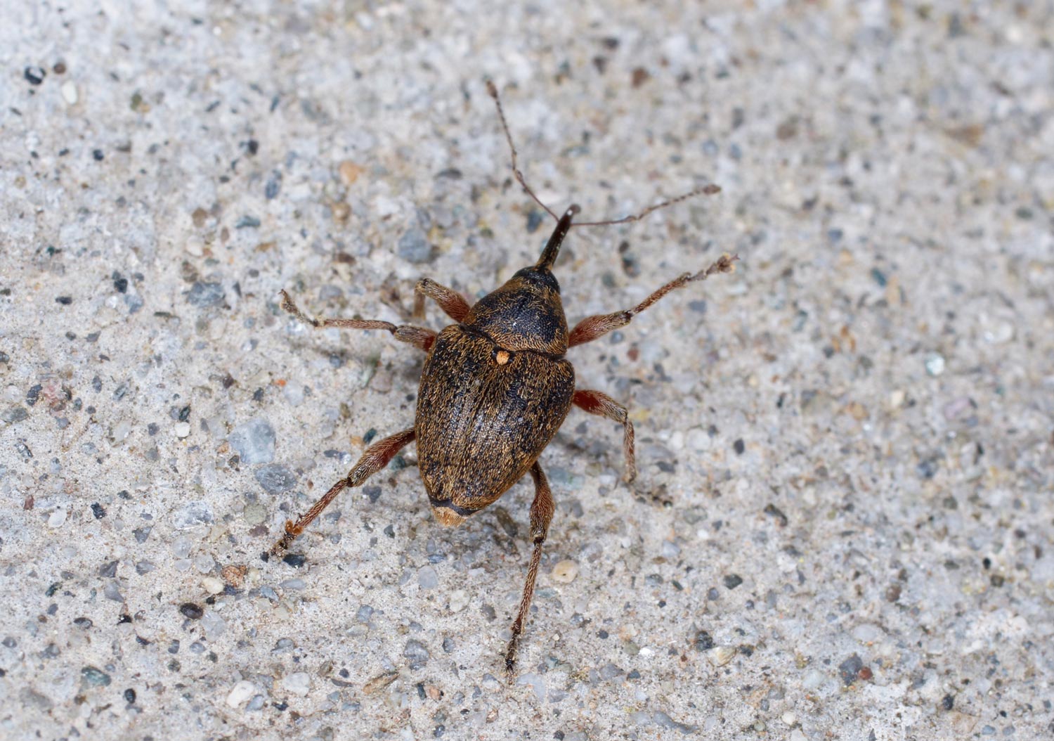 Curculionidae: Curculio nucum, maschio.